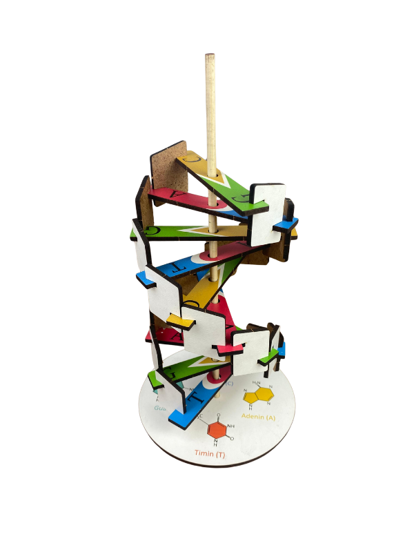 DNA Modeli – Kendin Yap Stem Bilim ve Deney Seti